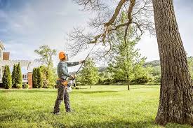 How Our Tree Care Process Works  in  El Dorado Hills, CA